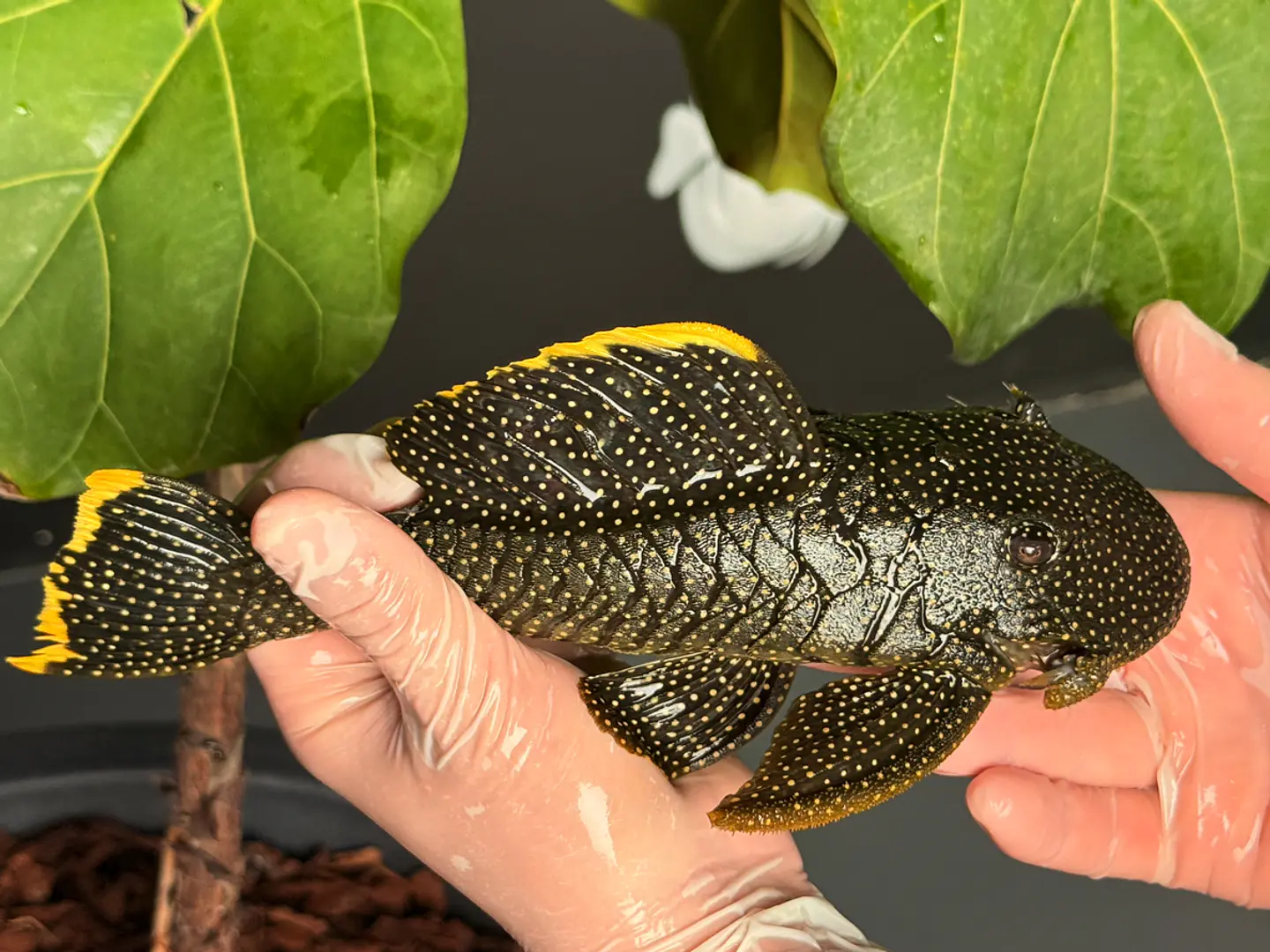 Baryancistrus xanthellus  L081 - Pepita de Ouro - 20-22 cm 7
