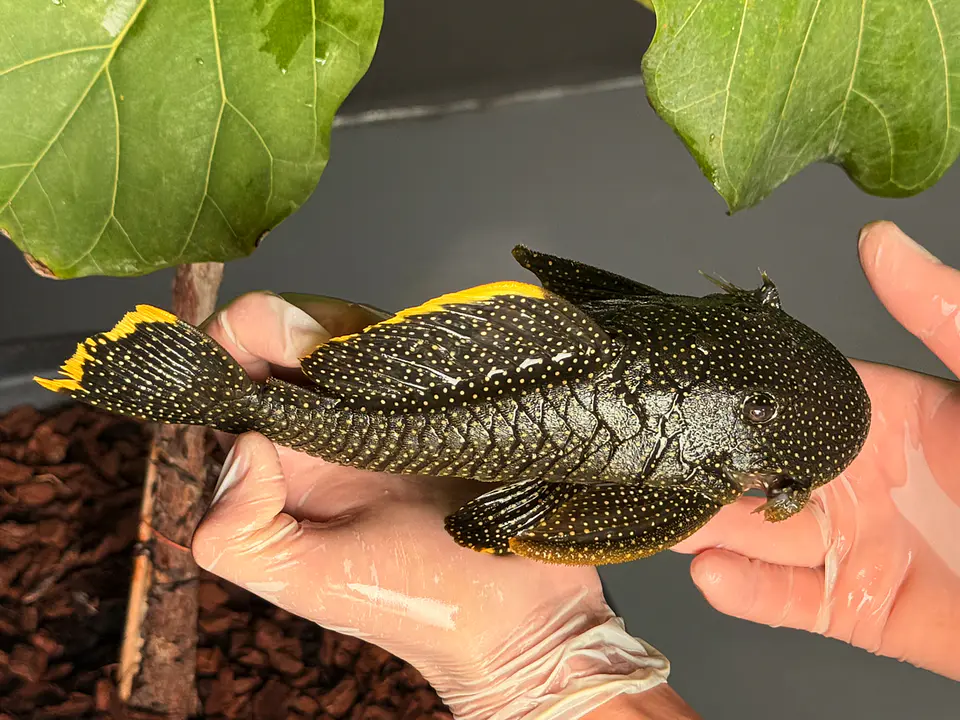 Baryancistrus xanthellus  L081 - Pepita de Ouro - 20-22 cm 9