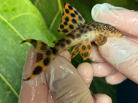 Leopard Pleco - Peckoltia sabaji  - L075   10-15cm