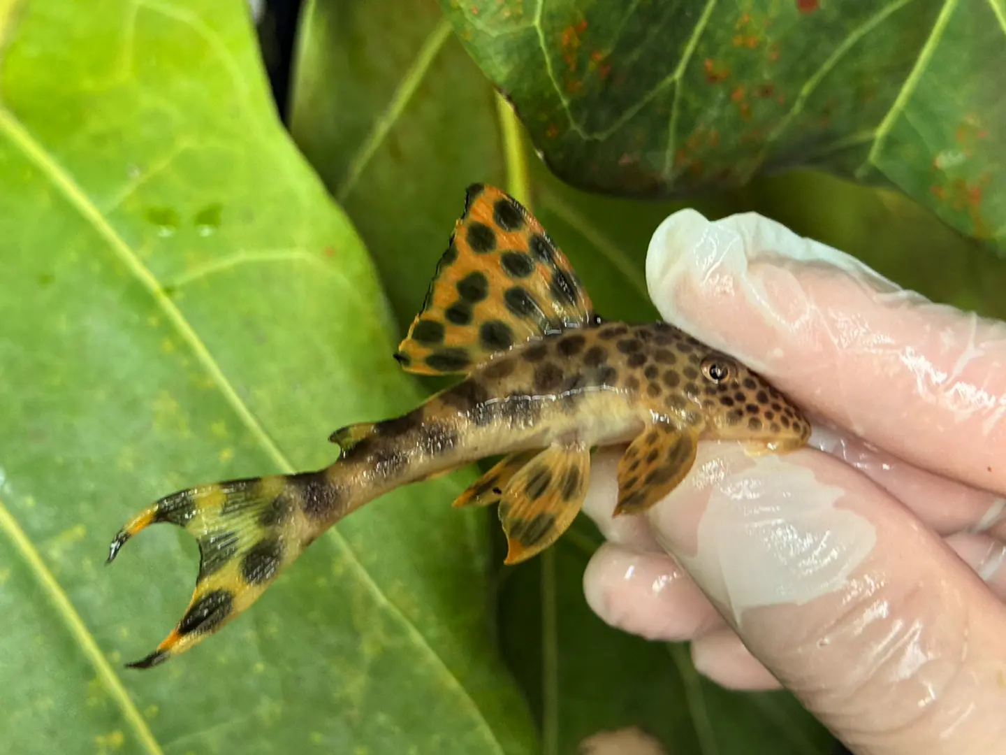 Leopard Pleco - Peckoltia sabaji  - L075   10-15cm 2