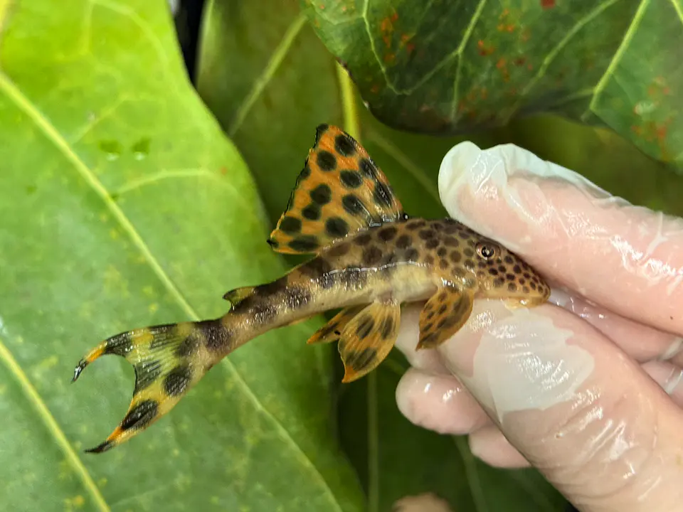 Leopard Pleco - Peckoltia sabaji  - L075   10-15cm 2