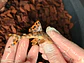 Leopard Pleco - Peckoltia sabaji  - L075   10-15cm - thumbnail 4