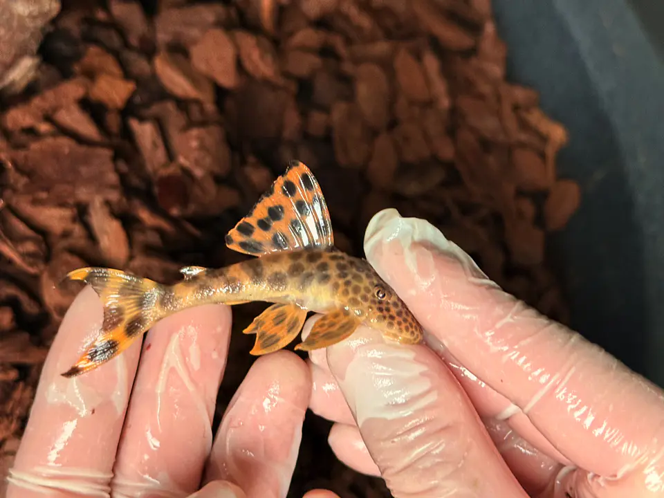 Leopard Pleco - Peckoltia sabaji  - L075   10-15cm 4