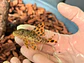 Leopard Pleco - Peckoltia sabaji  - L075   10-15cm - thumbnail 5