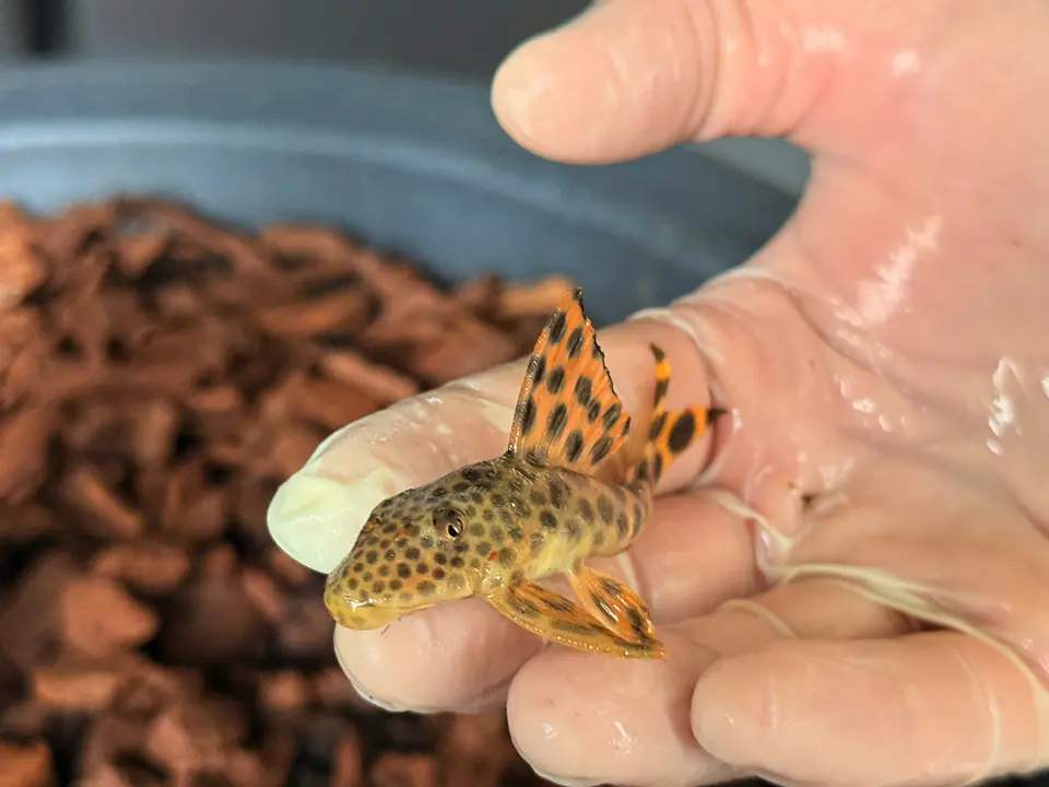 Leopard Pleco - Peckoltia sabaji  - L075   10-15cm 3