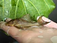 Ancistomus snethlageae - L141 - Cascudo Fantasma // 6 a 9 cm - thumbnail 1
