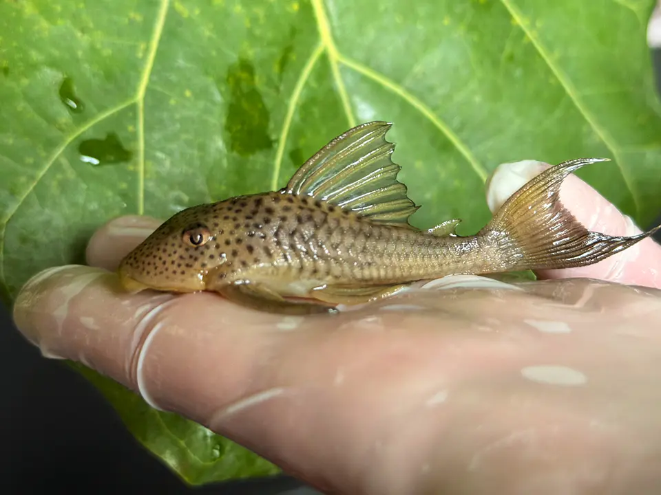 Ancistomus snethlageae - L141 - Cascudo Fantasma // 6 a 9 cm 4
