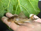 Ancistomus snethlageae - L141 - Cascudo Fantasma // 6 a 9 cm - thumbnail 6