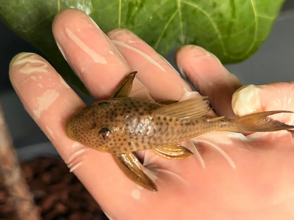 Ancistomus snethlageae - L141 - Cascudo Fantasma // 6 a 9 cm 7