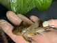 Ancistomus snethlageae - L141 - Cascudo Fantasma // 6 a 9 cm - thumbnail 2