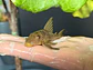 Ancistomus snethlageae - L141 - Cascudo Fantasma // 6 a 9 cm - thumbnail 3
