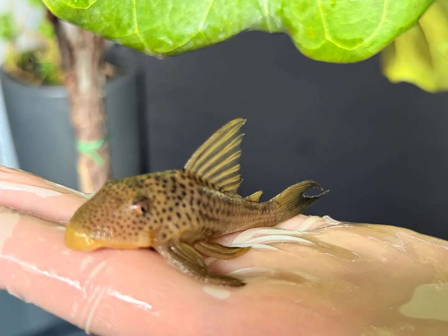 Ancistomus snethlageae - L141 - Cascudo Fantasma // 6 a 9 cm 5