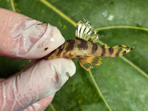 Tigre ouro - Peckoltia compta - L134 4-6 cm