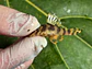 Tigre ouro - Peckoltia compta - L134 4-6 cm - miniatura 1