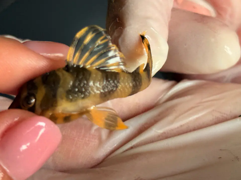 Tigre ouro - Peckoltia compta - L134 4-6 cm 2