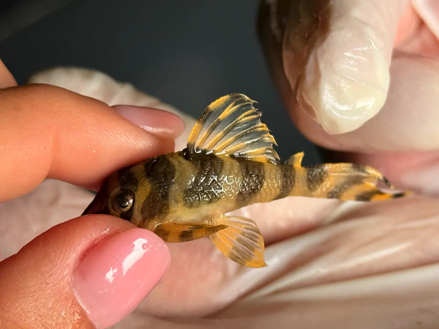 Tigre ouro - Peckoltia compta - L134 4-6 cm 3