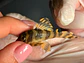Tigre ouro - Peckoltia compta - L134 4-6 cm - miniatura 3