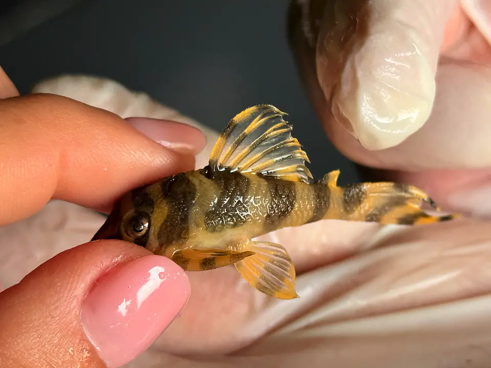 Tigre ouro - Peckoltia compta - L134 4-6 cm 3
