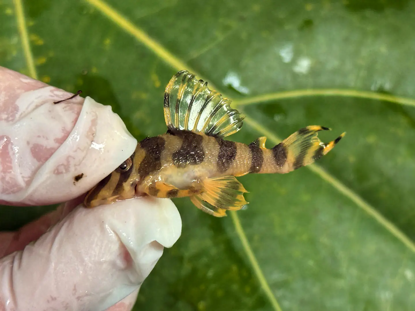 Tigre ouro - Peckoltia compta - L134 4-6 cm 5