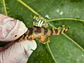 Tigre ouro - Peckoltia compta - L134 4-6 cm - miniatura 5