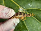 Tigre ouro - Peckoltia compta - L134 4-6 cm - miniatura 6