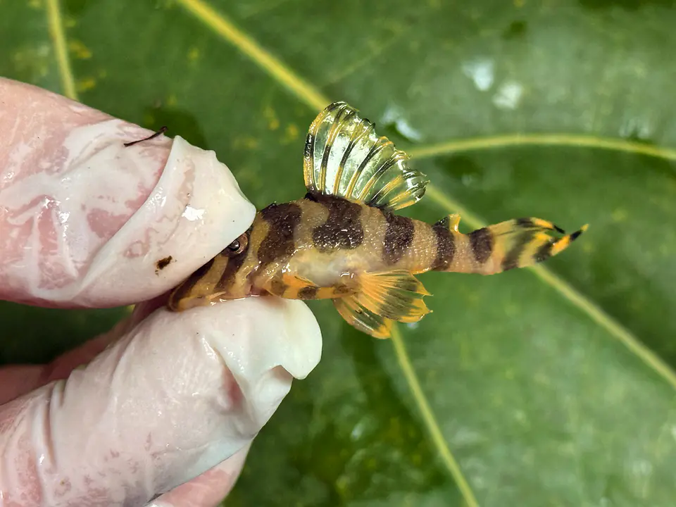 Tigre ouro - Peckoltia compta - L134 4-6 cm 6