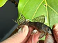 Hypancistrus sp. (L333)  6-10 cm - thumbnail 11