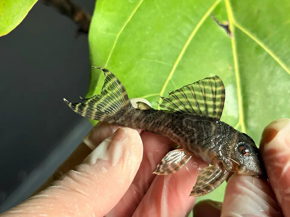 Hypancistrus sp. (L333)  6-10 cm 11