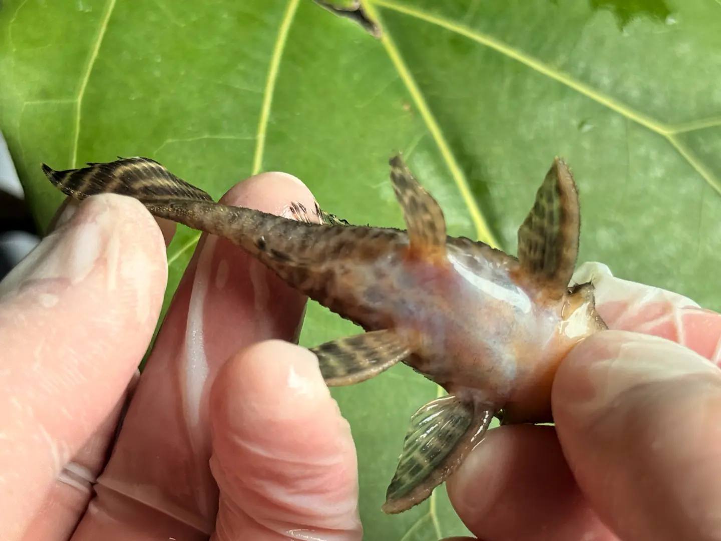 Hypancistrus sp. (L333)  6-10 cm 5