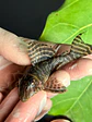 Hypancistrus sp. (L333)  6-10 cm - thumbnail 2