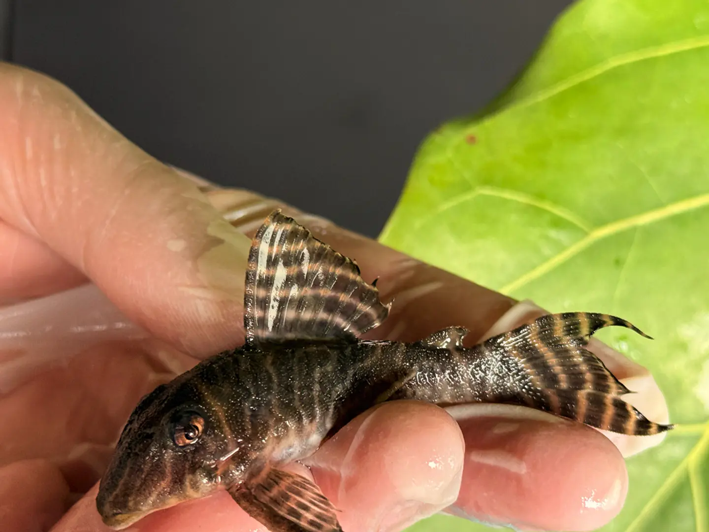 Hypancistrus sp. (L333)  6-10 cm 9
