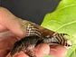 Hypancistrus sp. (L333)  6-10 cm - thumbnail 9