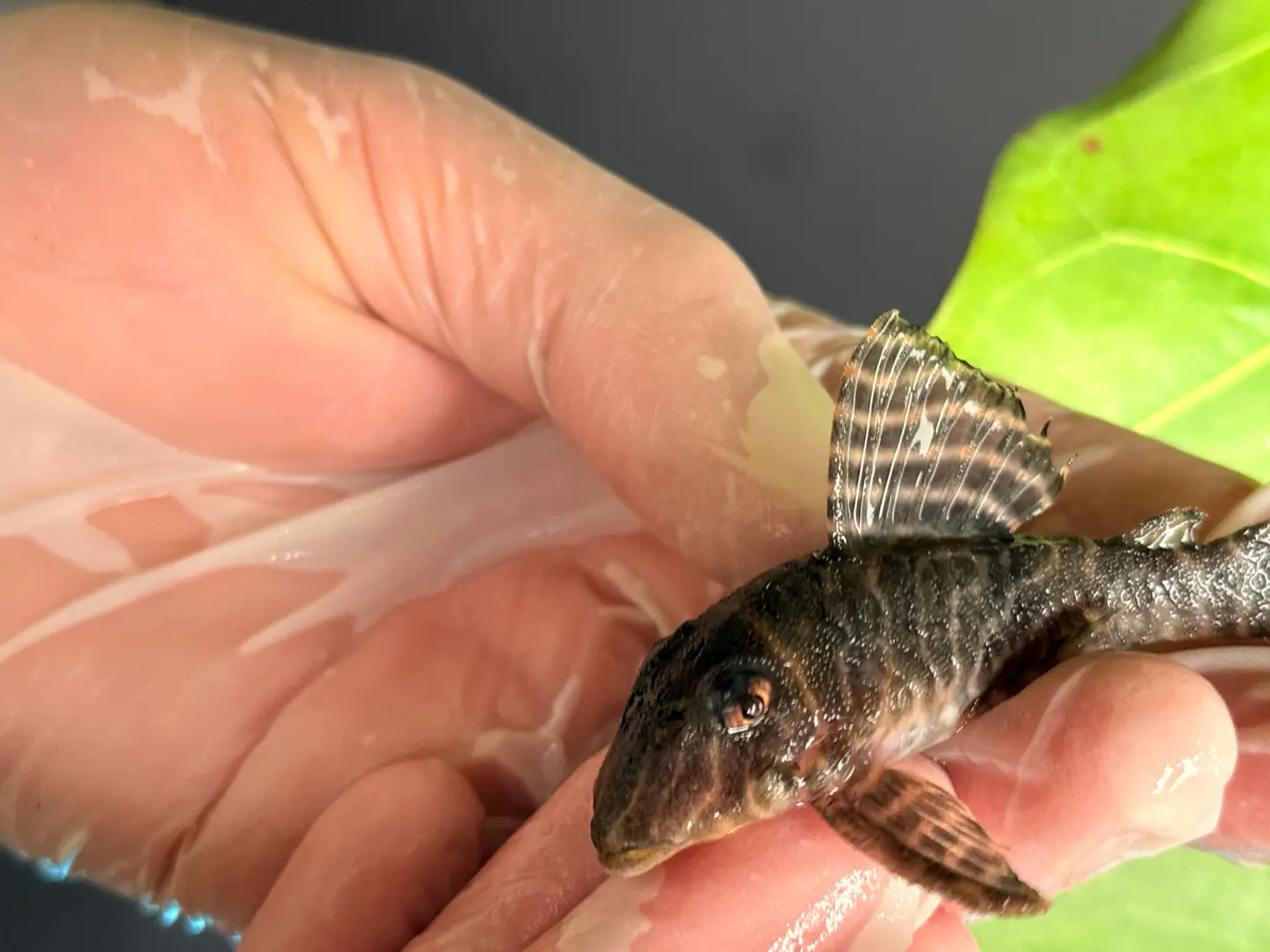 Hypancistrus sp. (L333)  6-10 cm 8