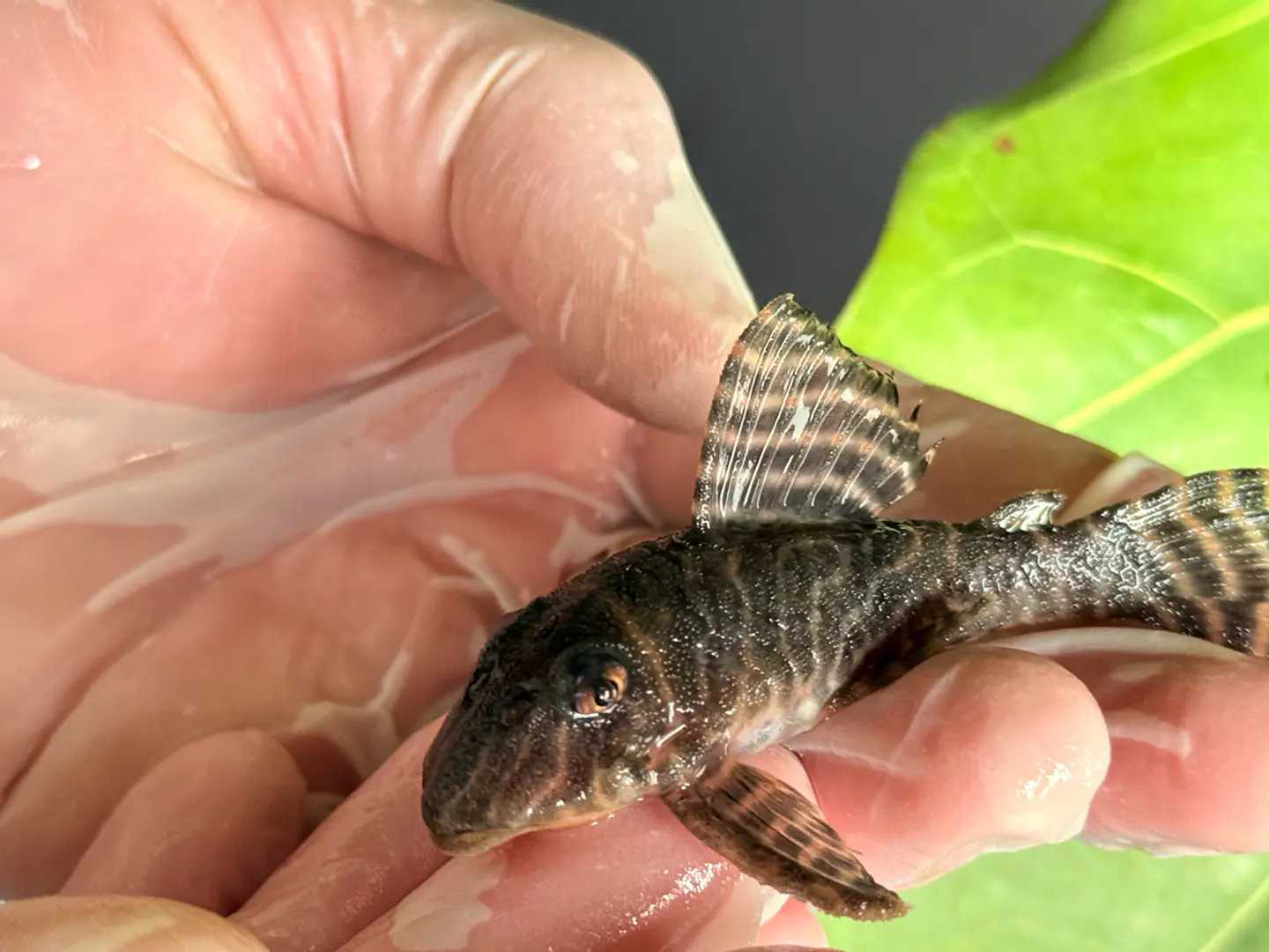Hypancistrus sp. (L333)  6-10 cm 3
