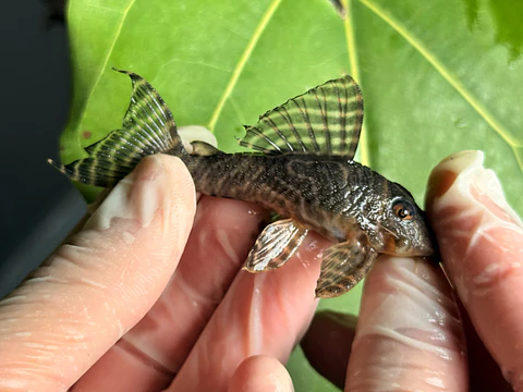 Hypancistrus sp. (L333) 10 -14 cm