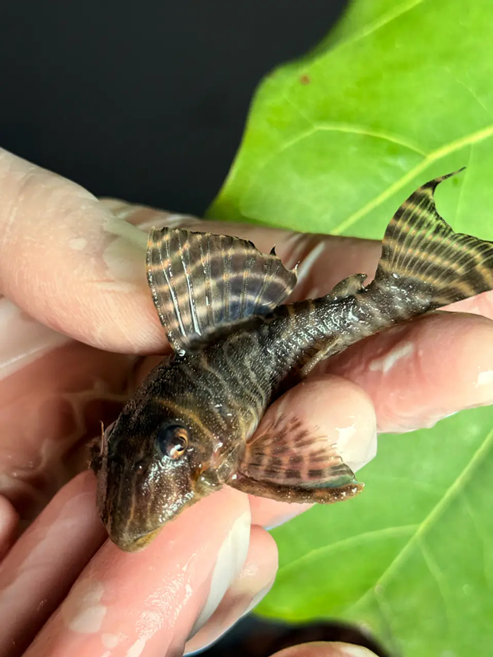 Hypancistrus sp. (L333) 10 -14 cm 3