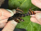 Panaqolus sp. (L397)  com 6-7 cm - thumbnail 4