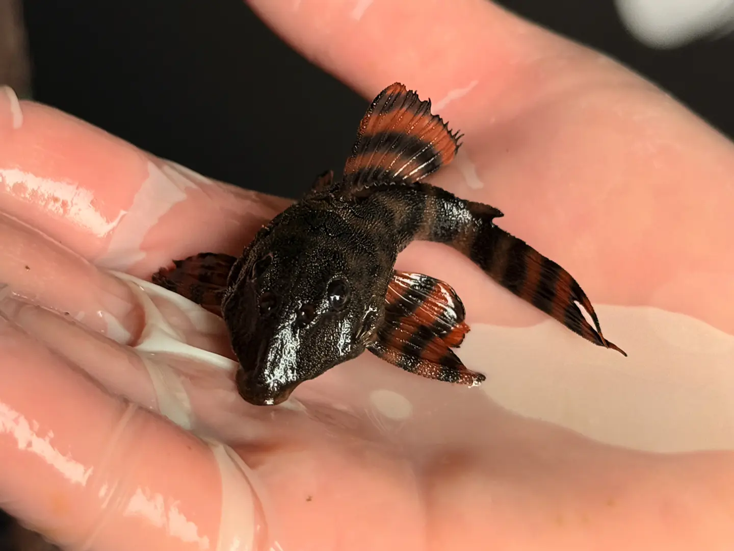 Panaqolus sp. (L397)  com 6-7 cm 5