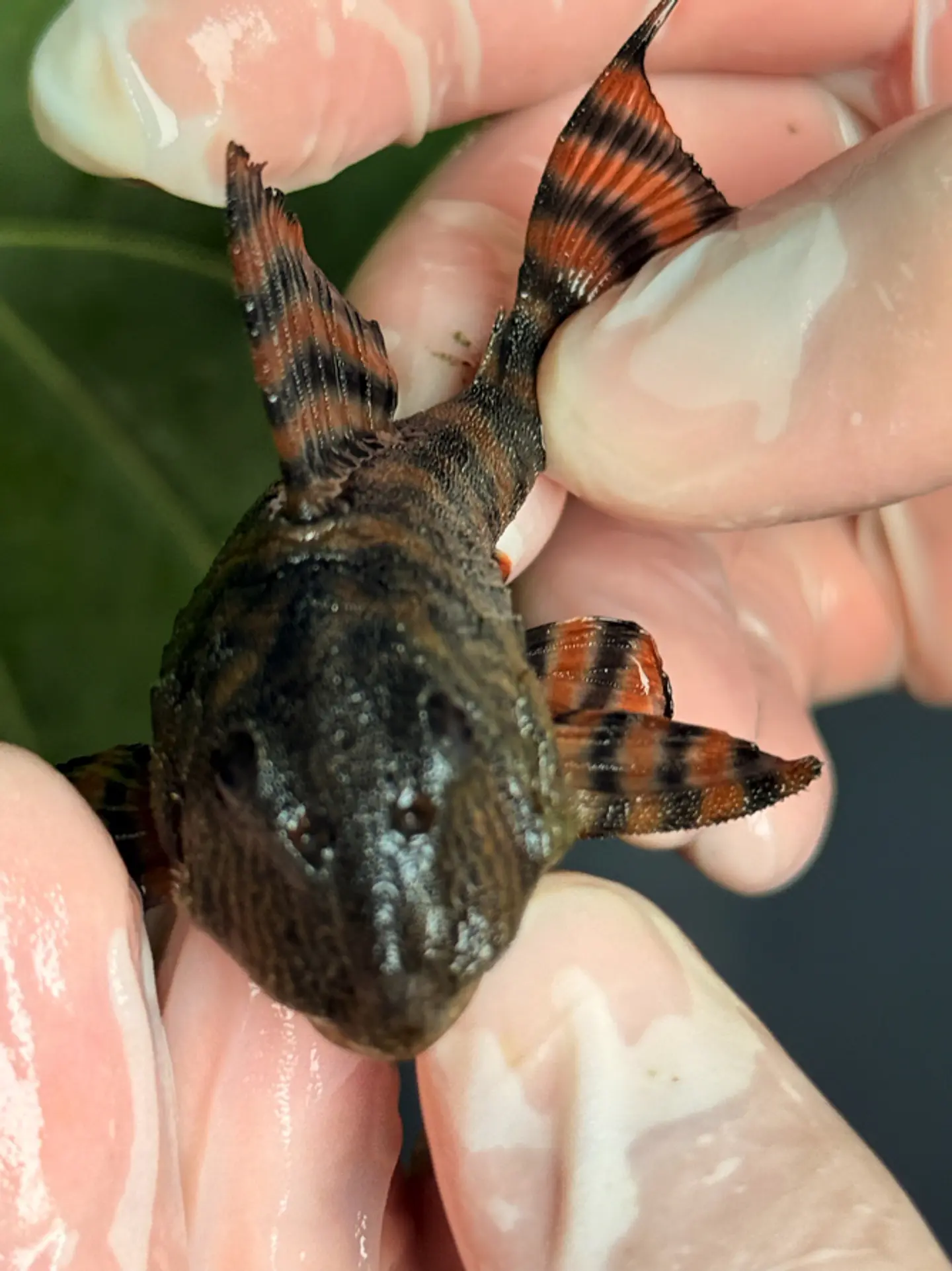 Panaqolus sp. (L397)  com 6-7 cm 6