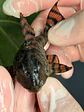 Panaqolus sp. (L397)  com 6-7 cm - thumbnail 6