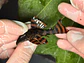 Panaqolus sp. (L397)  com 6-7 cm - thumbnail 8