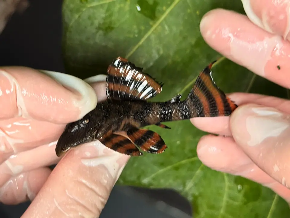 Panaqolus sp. (L397)  com 6-7 cm 8