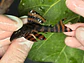 Panaqolus sp. (L397)  com 6-7 cm - thumbnail 9