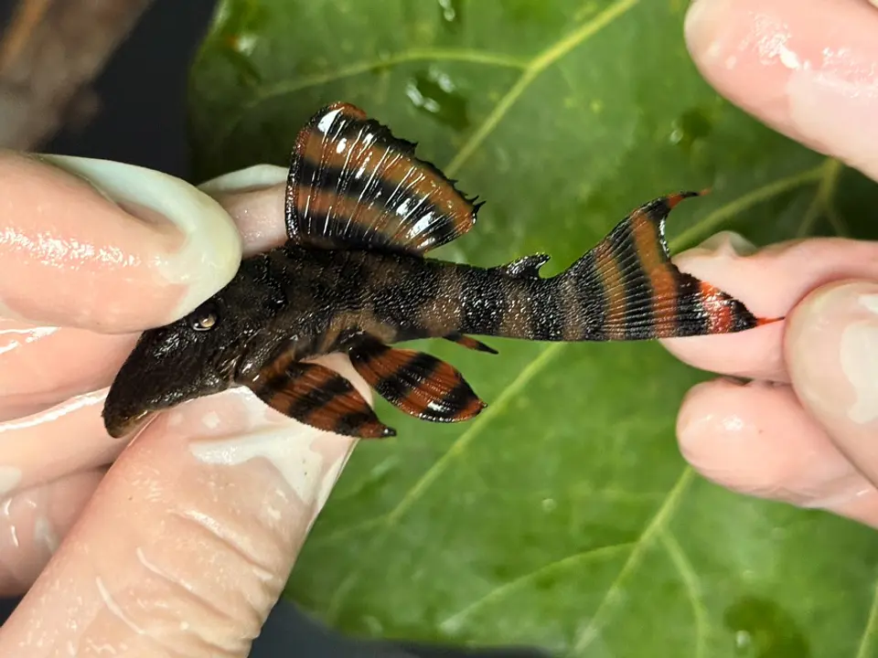 Panaqolus sp. (L397)  com 6-7 cm 9