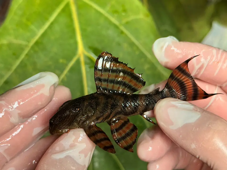 Panaqolus sp. (L397)  com 6-7 cm 11