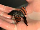 Panaqolus sp. (L397)  com 5-6 cm - Vorschaubild 3