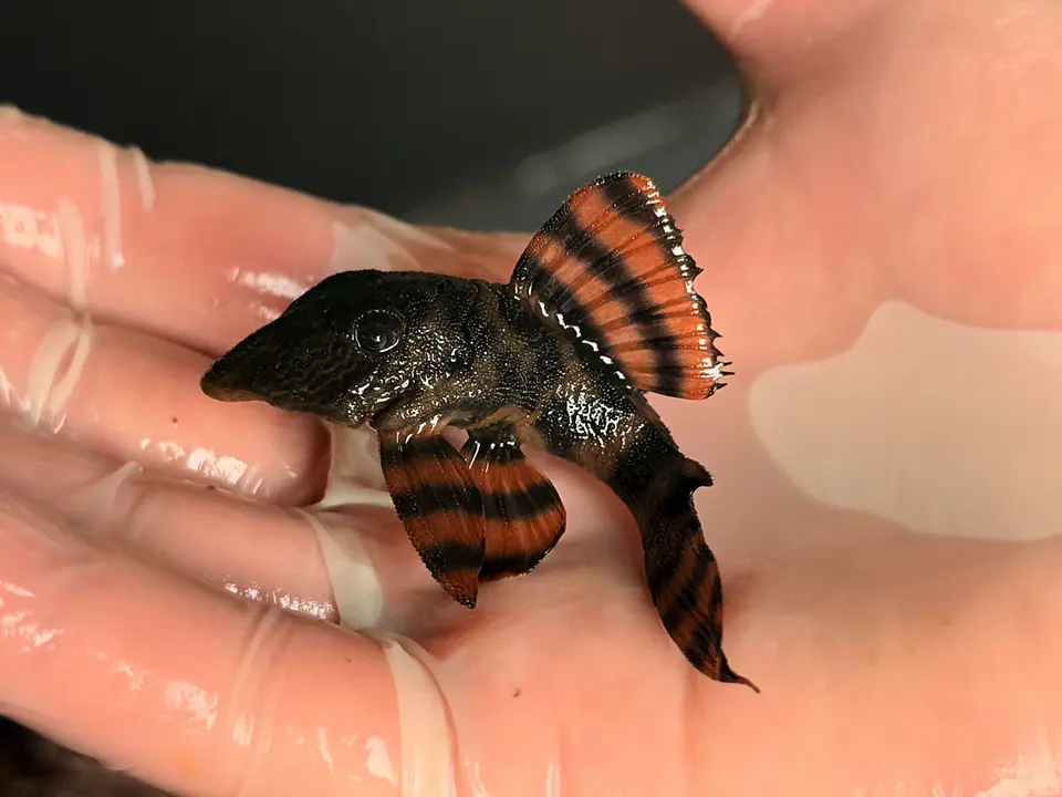 Panaqolus sp. (L397)  com 5-6 cm 3