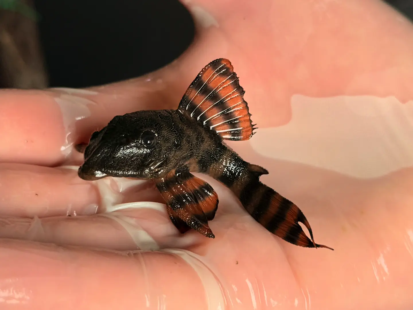 Panaqolus sp. (L397)  com 5-6 cm 6