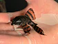 Panaqolus sp. (L397)  com 5-6 cm - Vorschaubild 6
