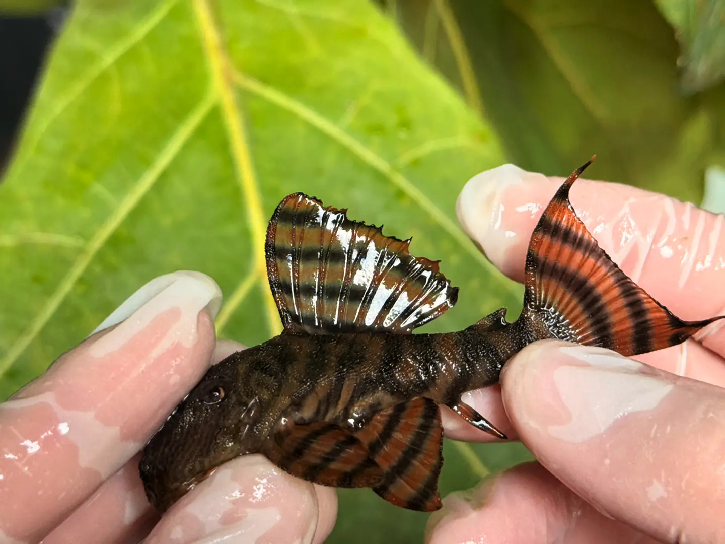 Panaqolus sp. (L397)  com 5-6 cm 1